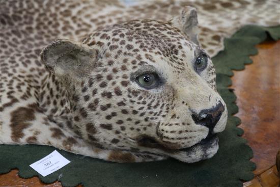 An Indian leopard rug, mounted on a green baize cloth with brass hanging rings